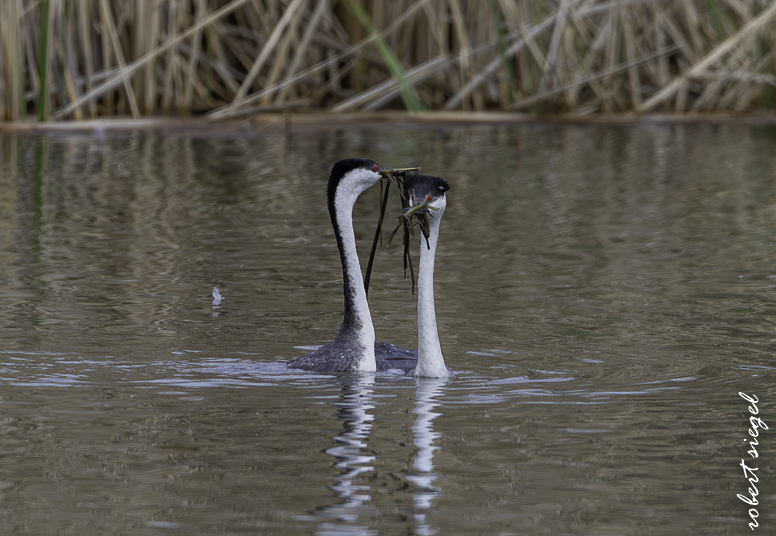Calero County Park and Reservoir